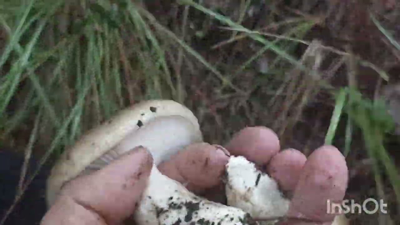 llanegas Negras y fredolics 27 de octubre de 2024