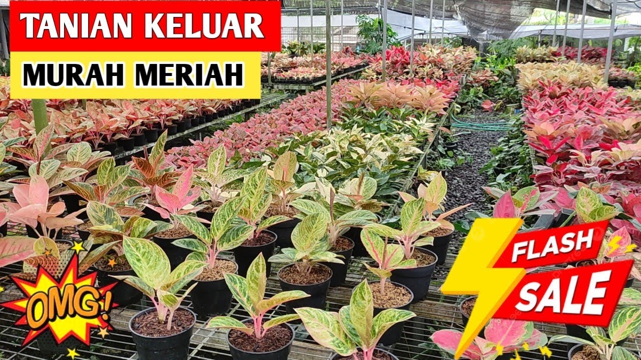 Aglonema Tanian Murah Meriah‼️ Stok terbatas, Beli sebelum kehabisan ~ 84