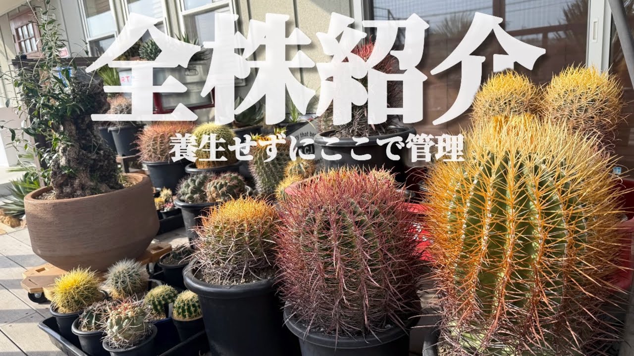 【サボテン】デッキ上で冬を越すアガベやサボテンを全部お見せします！【ドライガーデン】