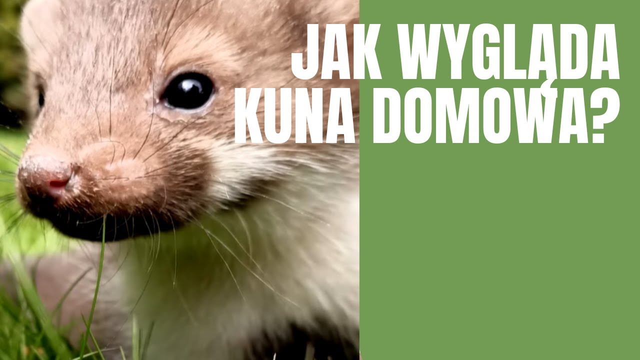 Jak Wygląda Kuna Domowa