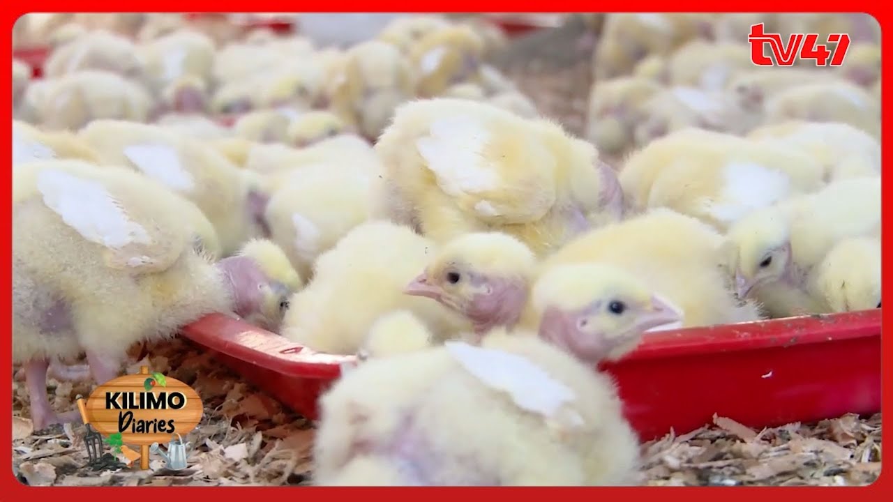 Poultry Farming Essesntials with John Njuguna from Kuku Spur | Kilimo Diaries