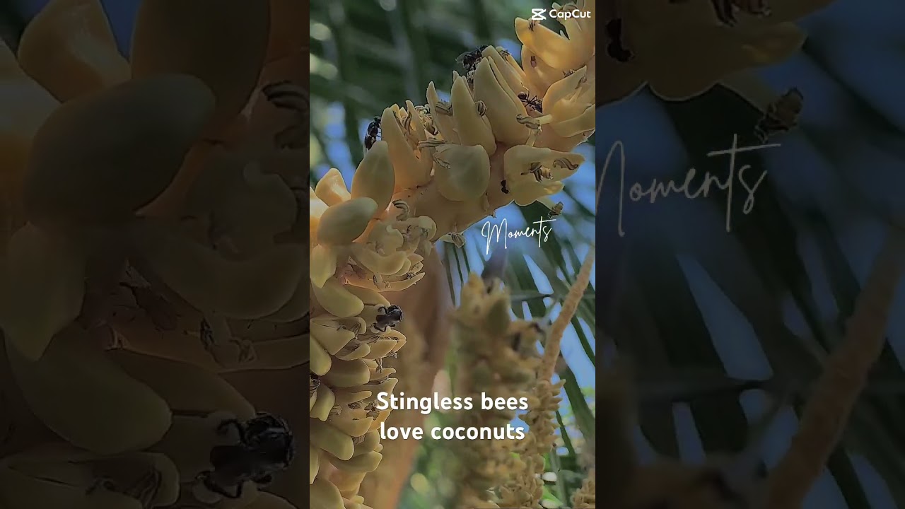 Stingless bees love coconuts #bee #beekeepingtips #honey #nature #tips #business #invest #health