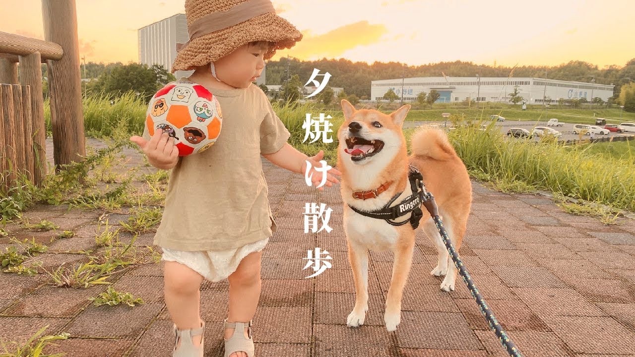 柴犬と娘を連れて夕焼けを見ながら散歩してきた