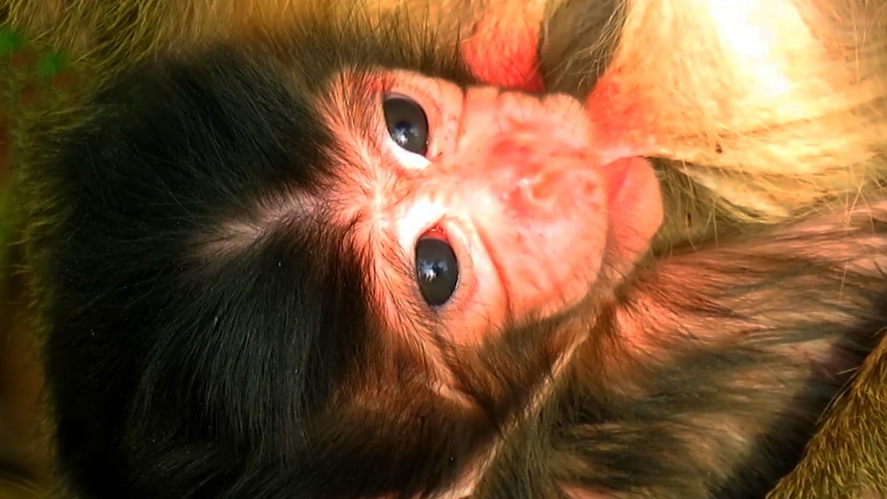 Top Adorable Wildlife 2026,  Mommy and baby monkey bonding moments
