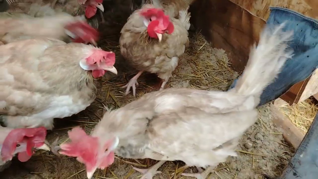 28.01.26г. ВОЗВРАЩЕНИЕ 🐔 В СТАЮ. 