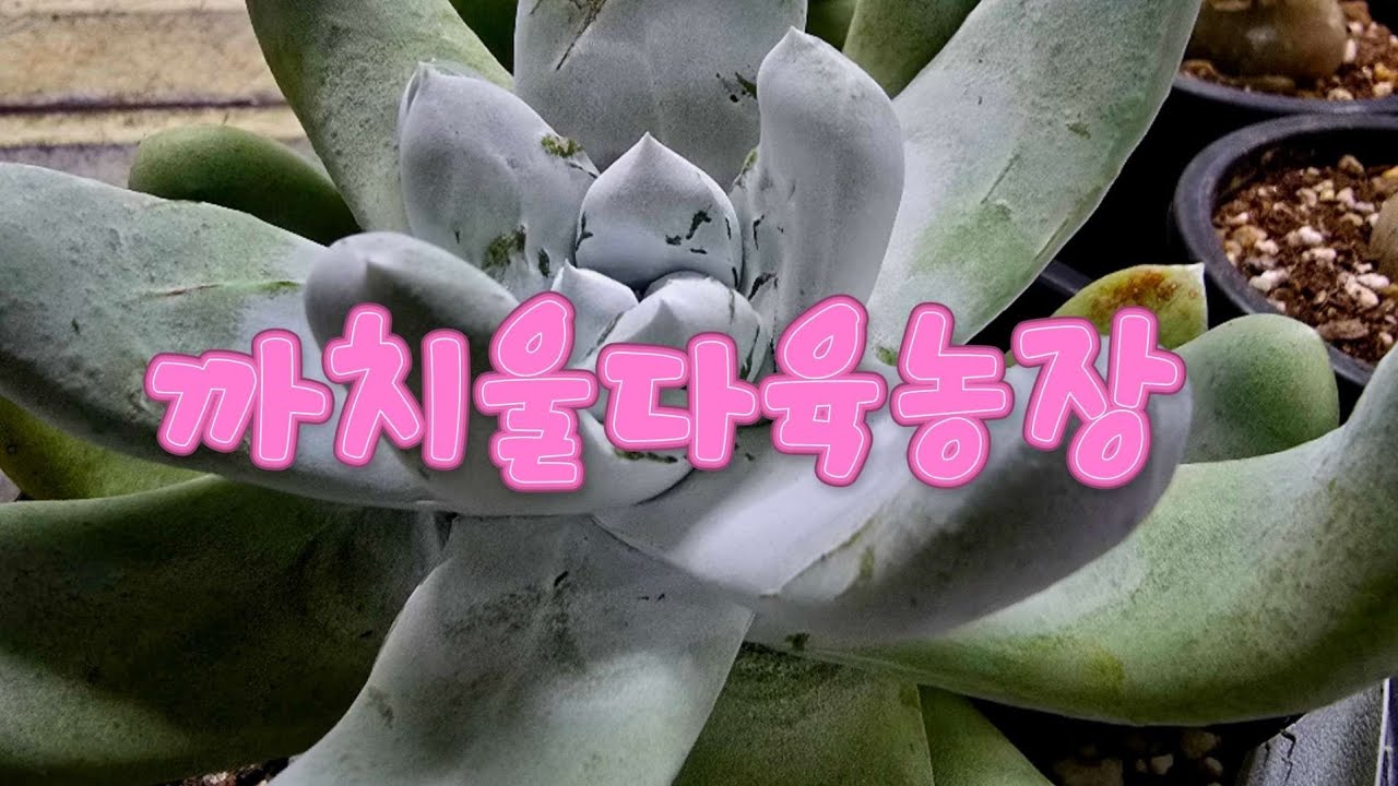 3/5 목요일, 수고많으셨어요 ~^^편한밤되셔요 ~♡ 까치울다육 시흥시죽율로16 010-8648-2718 