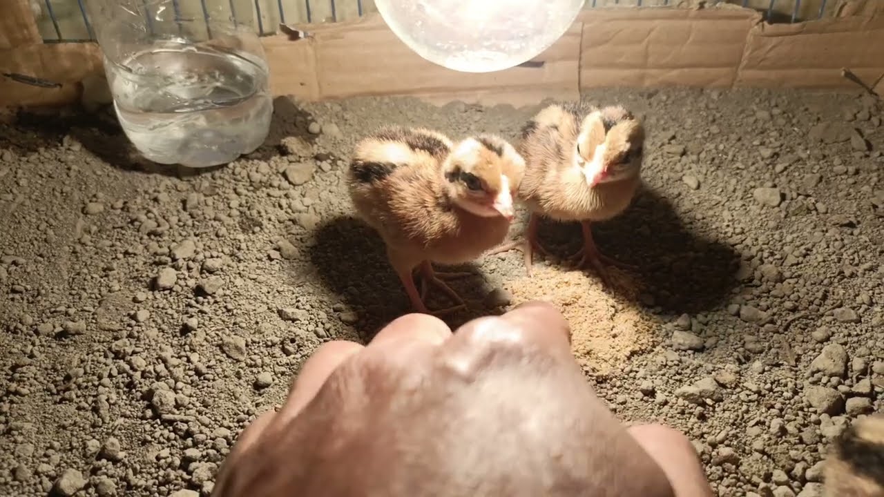 HARI PERTAMA❗❗Cara Merawat Anakan Ayam Hutan Hijau