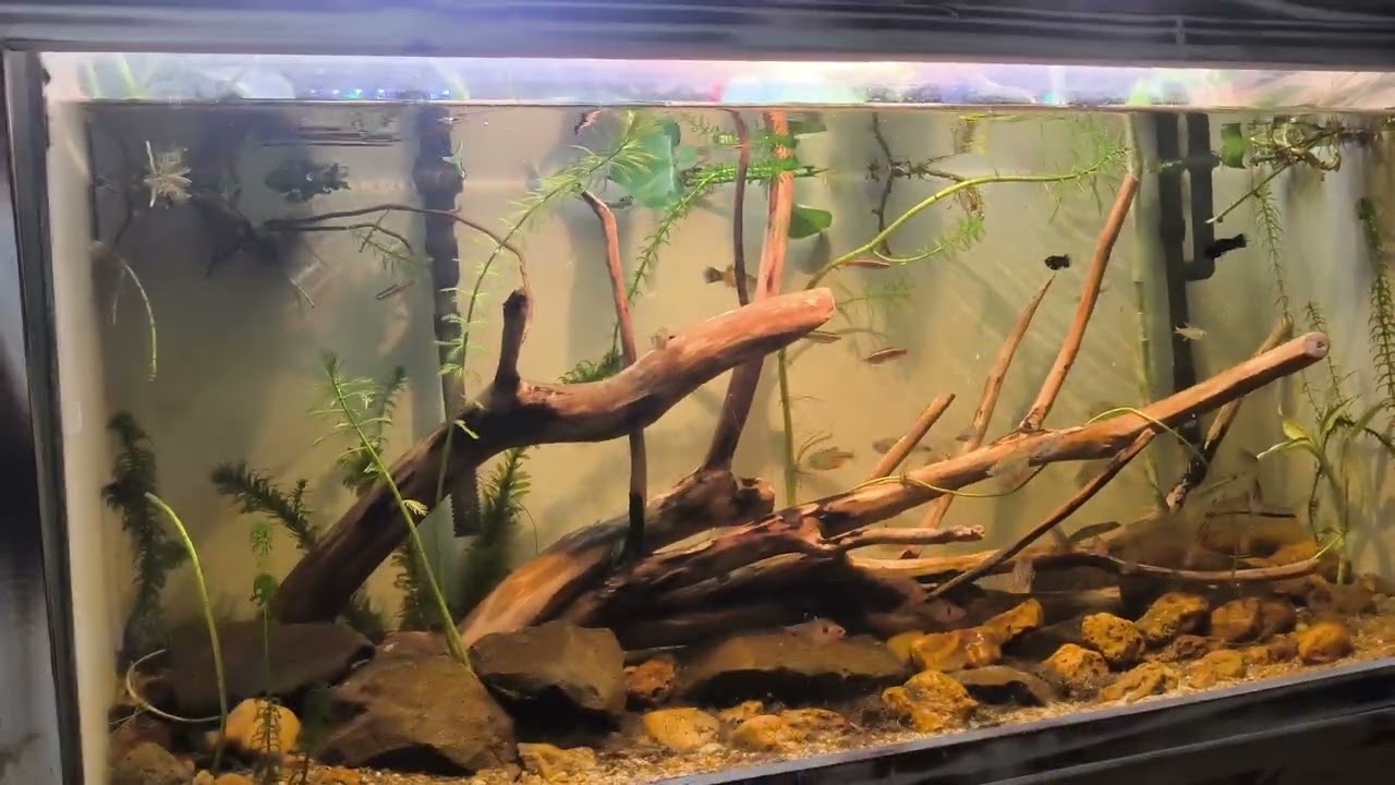 Montando o aquário com coisas recicláveis