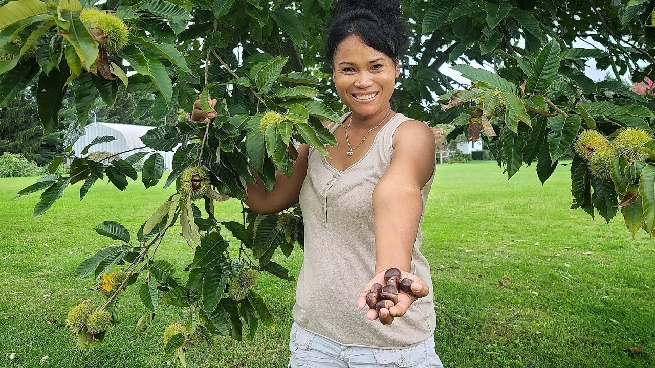 KHMER PICKING CHESTNUTS | Backyard Garden In September 2021 | Chestnut Harvesting In Maryland, USA