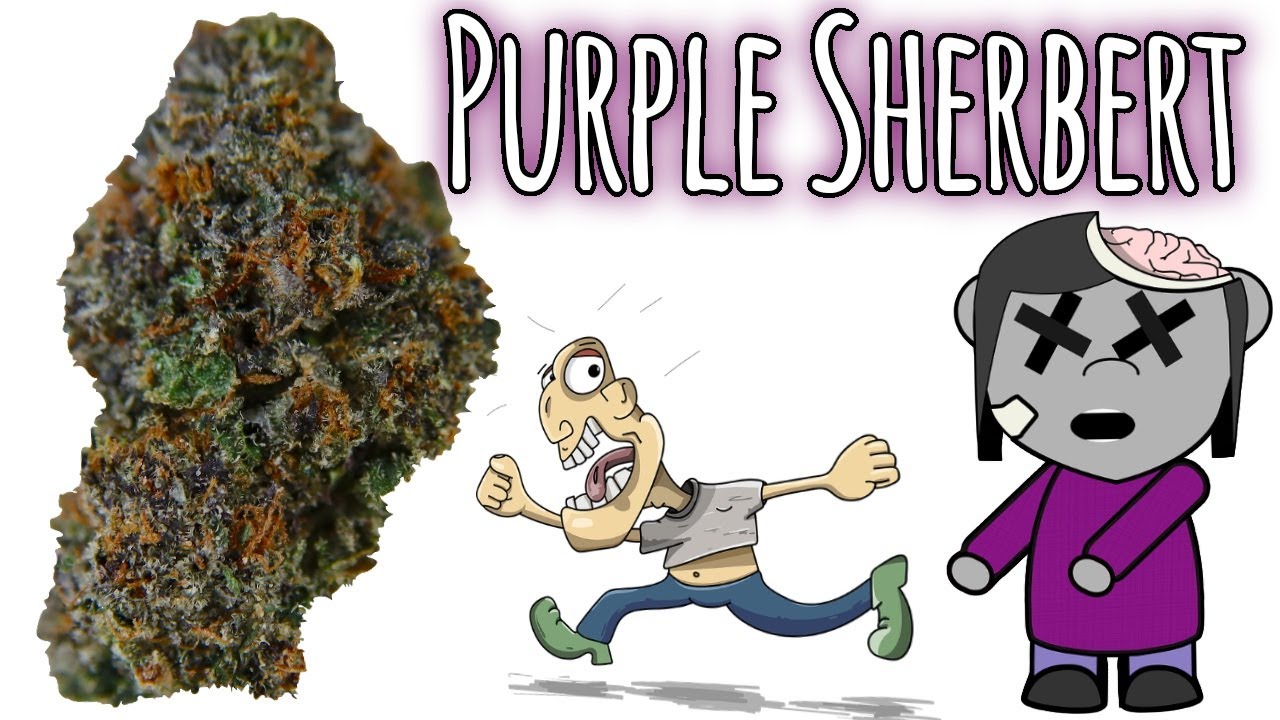 ОФИЦИАЛЬНЫЙ обзор штамма Purple Sherbert
