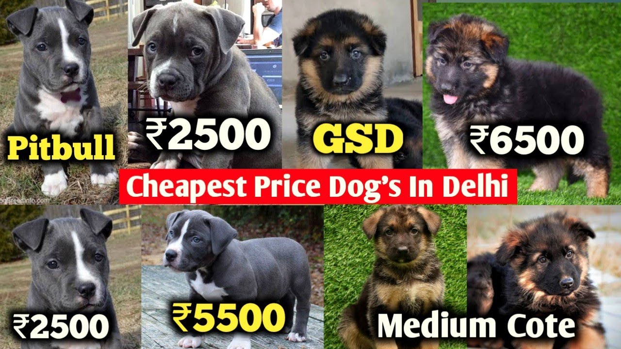 ₹2500 Starting Price Pitbull | Cheapest dog market in Delhi, Low Price German Shepherd, Pitbull dogs