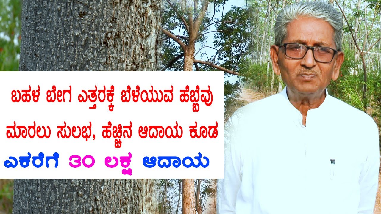 ಹೆಬ್ಬೇವು ಮರ ಕೃಷಿ ಮಾಡಲು ಇಷ್ಟ ಪಡುವವರಿಗೆ ಪುಟ್ಟ ಮಾಹಿತಿ । melia dubia | Hebbevu |