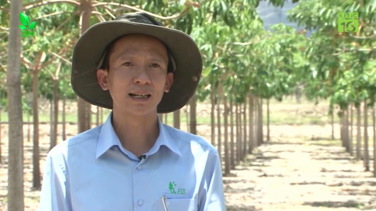 Bình Thuận  Mô hình trồng cây trôm hiệu quả