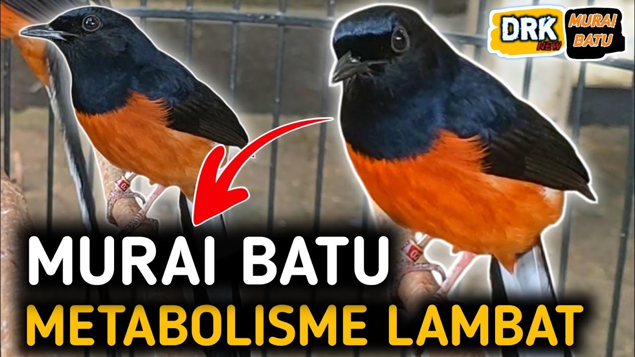 BONGKAR LAGI !! KALI INI MURAI BATU METABOLISME LAMBAT | CARA MERAWAT MURAI BATU