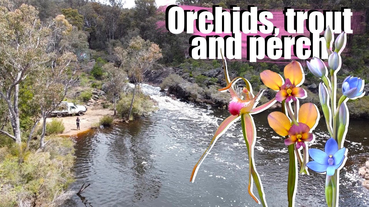 Hunting Native Orchids | Trout and Perch Fishing | Western Australia