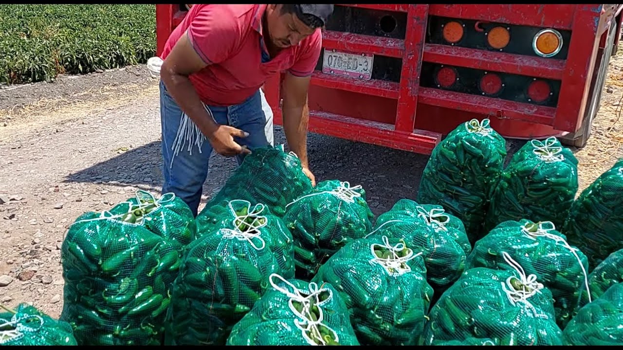 Y sigue ahora la cosecha de chiles jalapeños, Cotidiano399