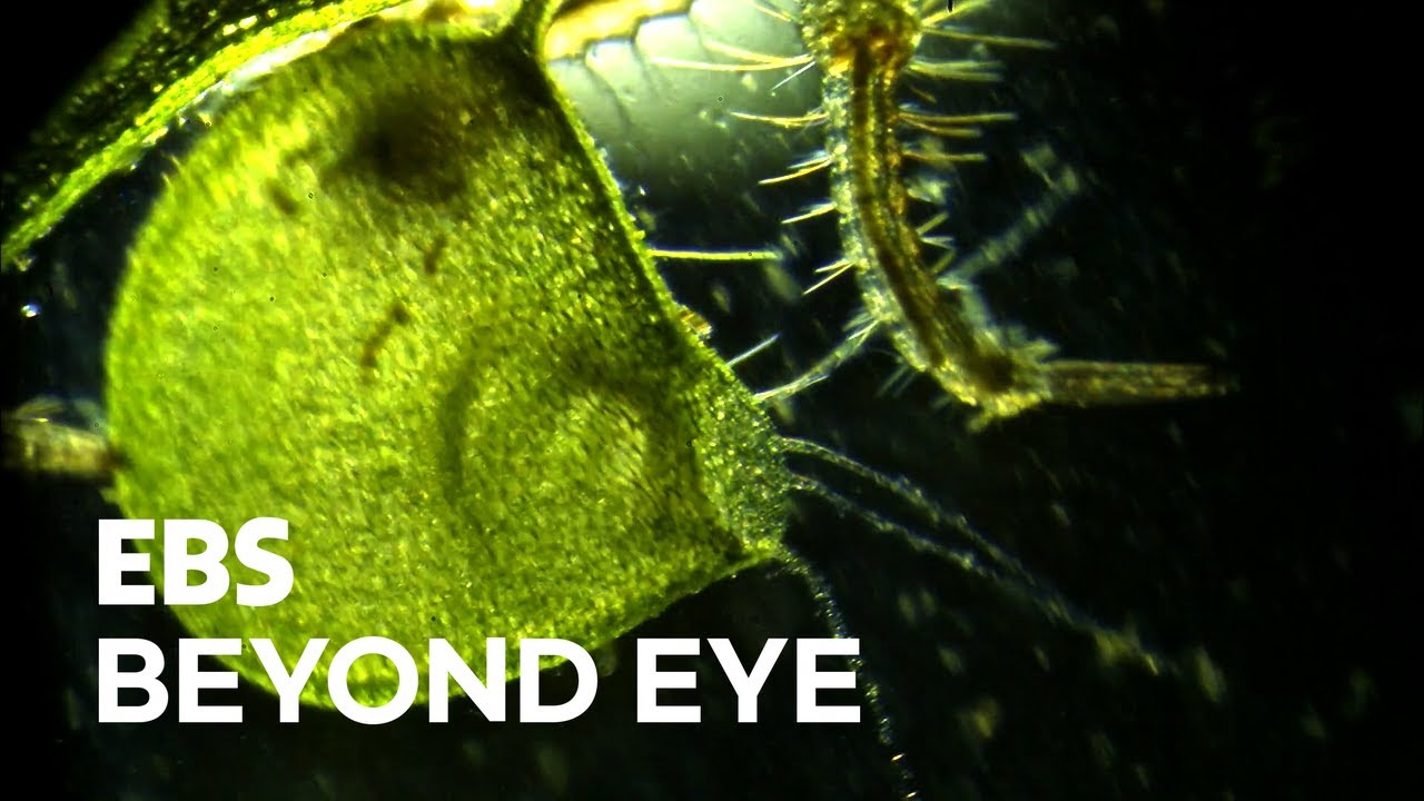 Utricularia Australis Capturing a Mosquito Larva as a Prey