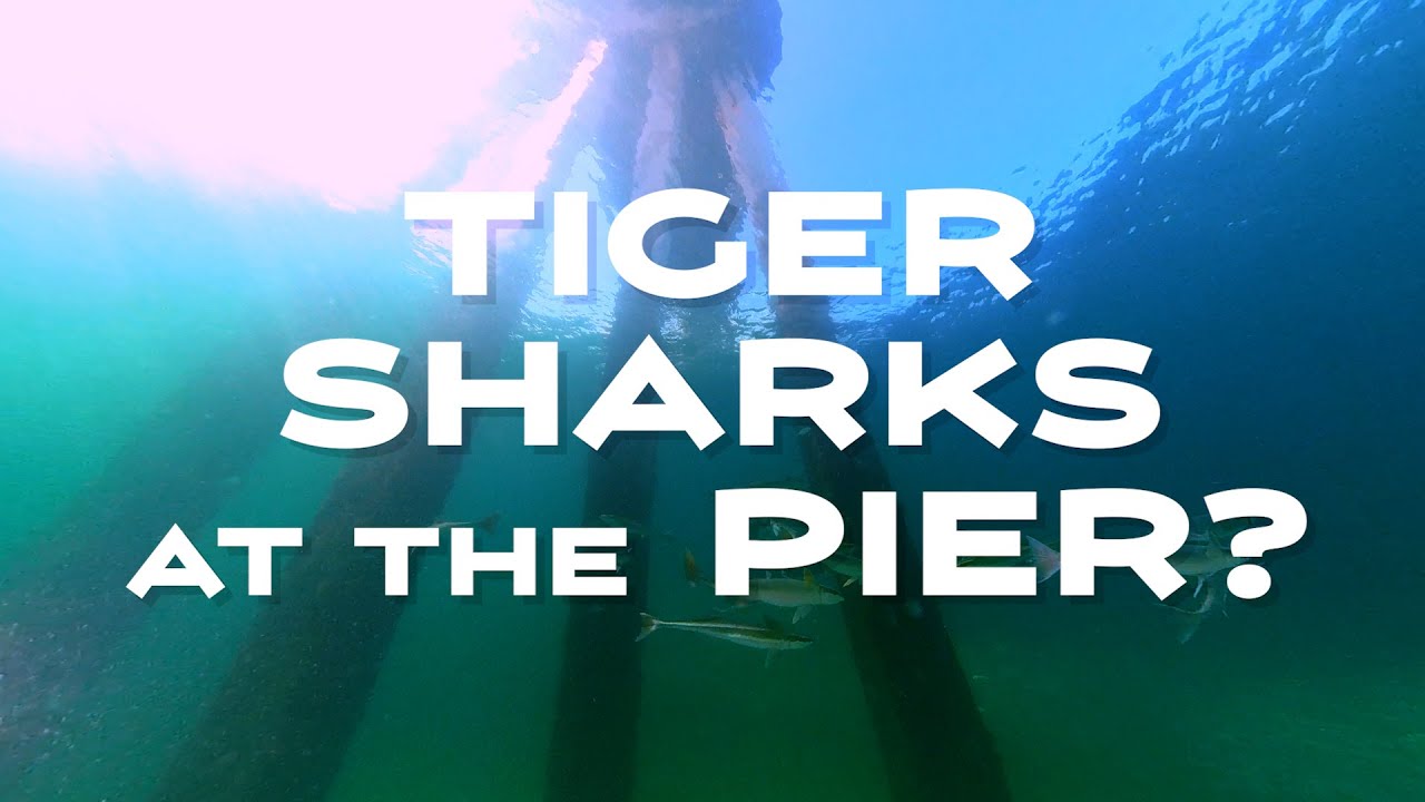 DIVING with TIGERSHARKS - ShaneOgoeS Under the Okaloosa Island Pier