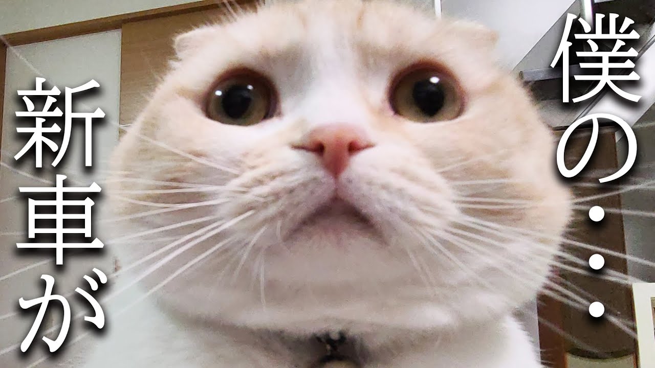 犬と猫に新車をプレゼントしたらこうなりました...