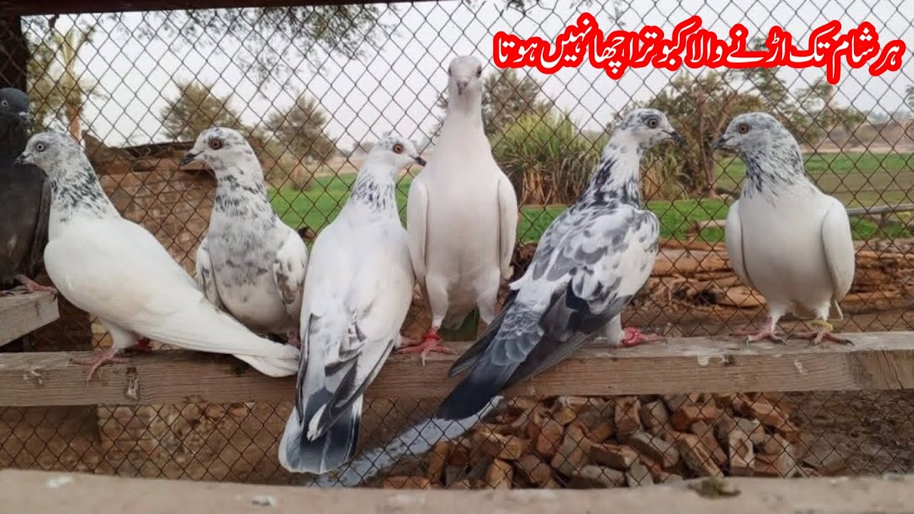 Har Sham Tak Udeny Wala Kabootar Acha Ni Hota || Afzaal Pigeons