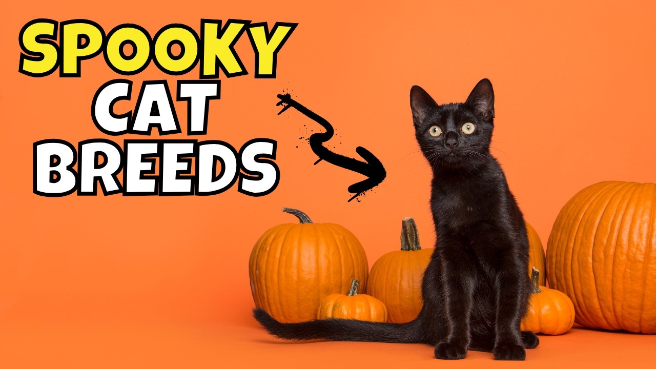 10 Cat Breeds That Look Like Halloween Characters