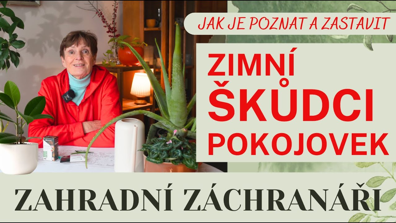 Zimní škůdci pokojovek: Jak je poznat a rychle zastavit! #zahrada #msice #kvetiny #skudci #pokoj