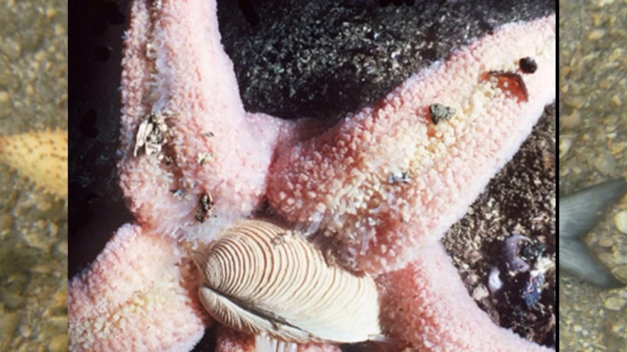 starfish anatomy