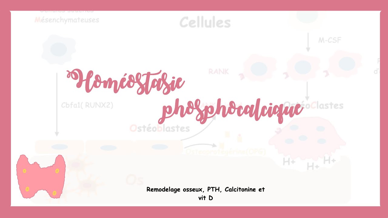 Homéostasie phosphocalcique et remodelage osseux: Sytème endocrine.