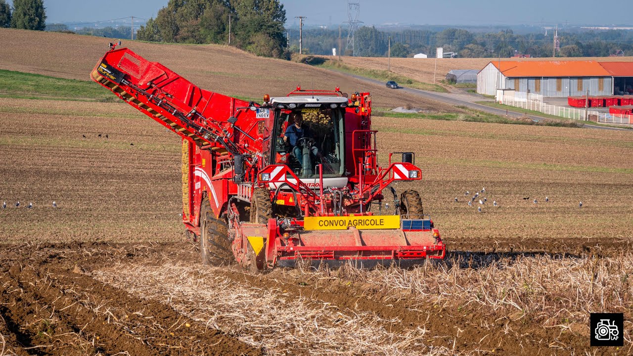 Arrachage de pomme de terre 2021 - Grimme Varitron 470 - Dewulf FieldLoader 240