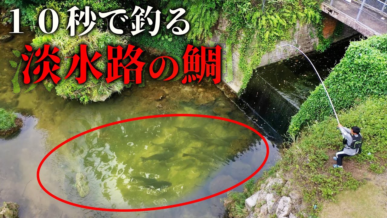 【早業】沖縄の川や水路で繁殖する鯛を10秒で釣る！それで鯛飯が食べたい！【水路鯛飯　前編】