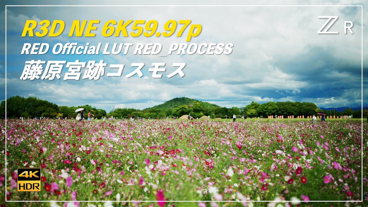 【HDR Test】Z CINEMA ZR R3D NE 6K59.97p | 藤原宮跡コスモス畑