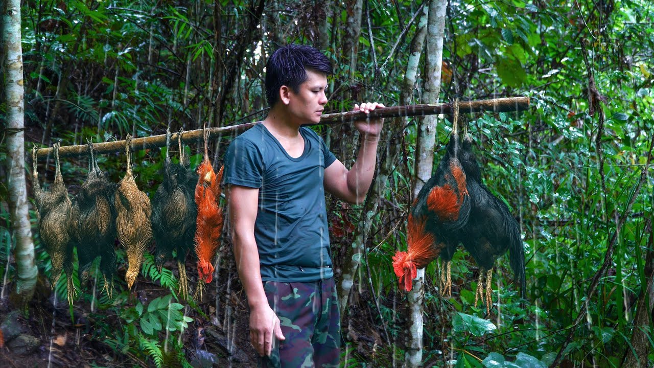 Discovery of traces of wild chicken wilderness: First time setting traps in the forest after