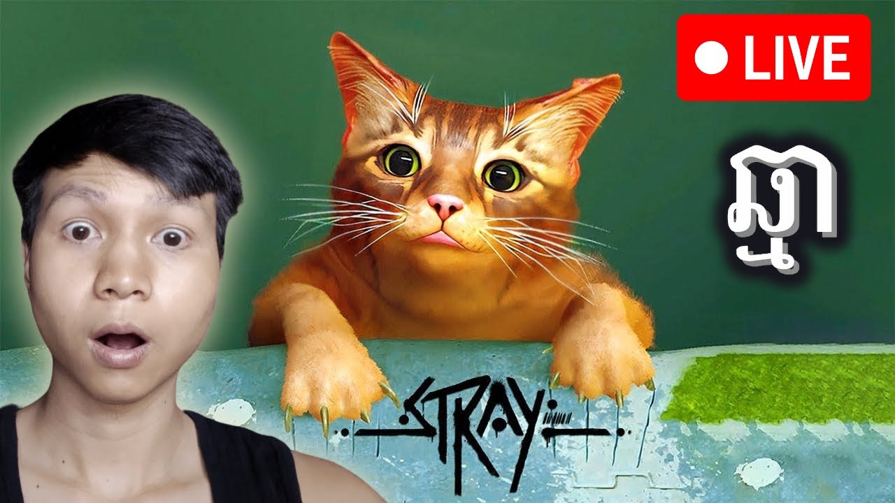 ជួយយកឆ្មាទៅចិញ្ចឹមមួយផង | Stray