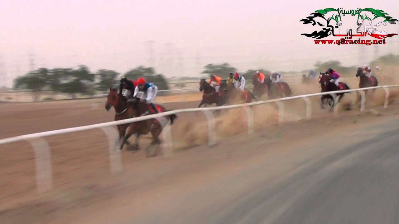 الجواد الميسم : لاسطبل ابو شوري