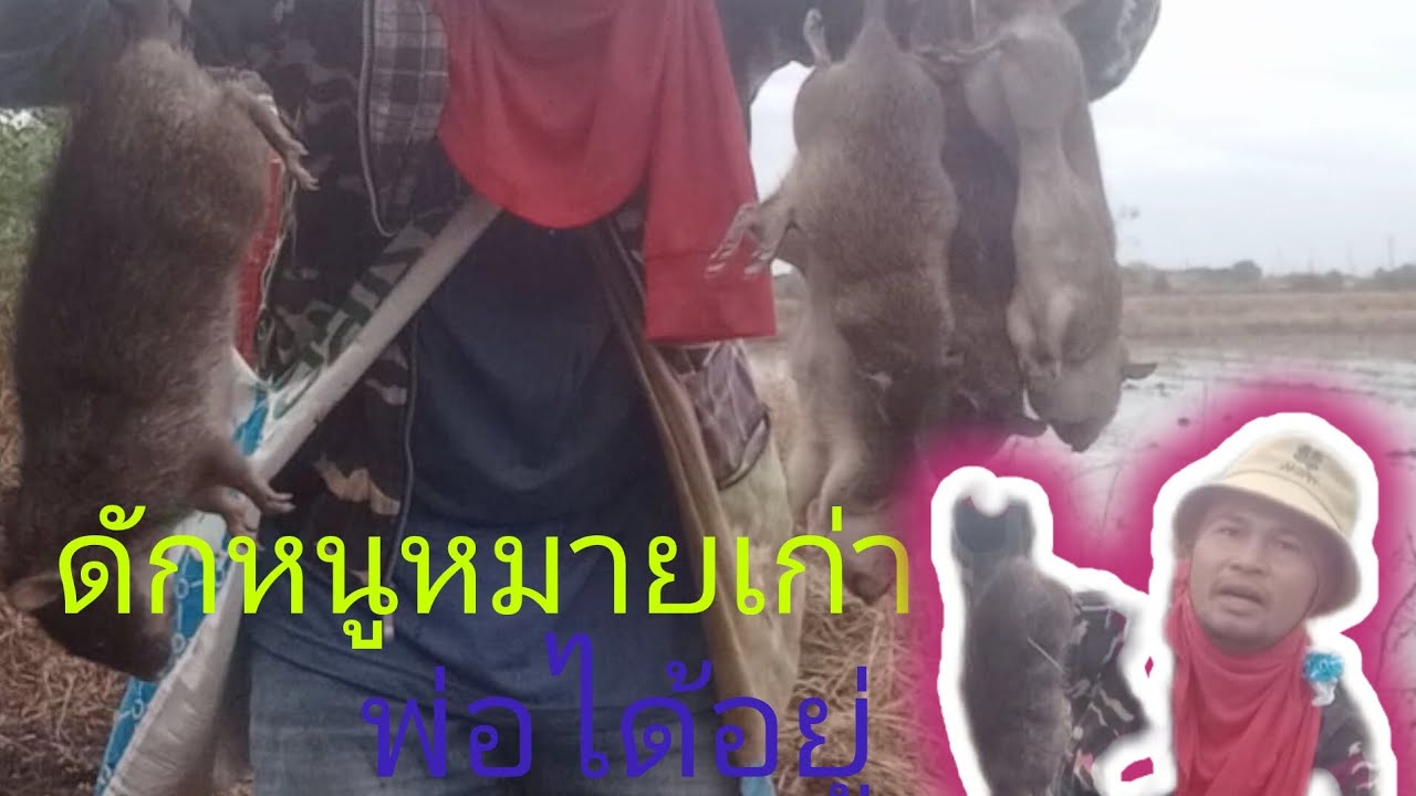 ดักหนูหมายเก่าพอได้คั่วแต่หมานบักท้องขาวอีกแล้ว