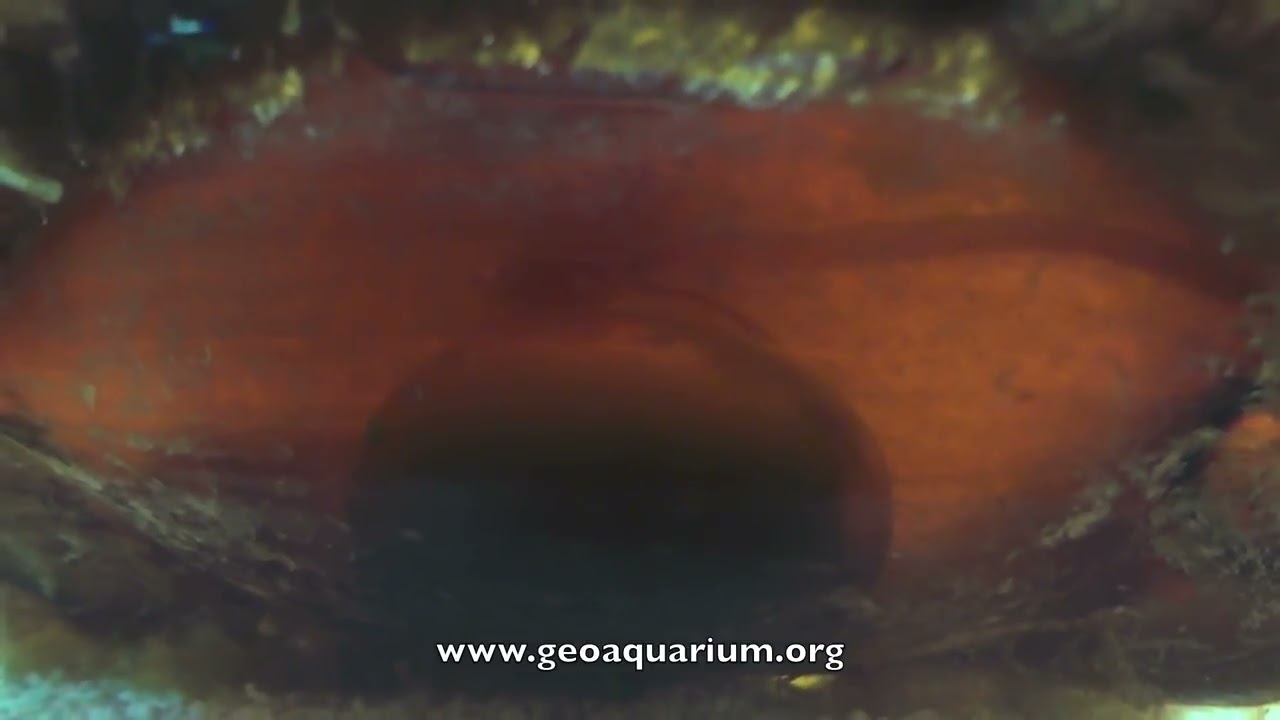 Baby Banded Bamboo Shark Egg Case Project - Day 01 - GeoAquarium