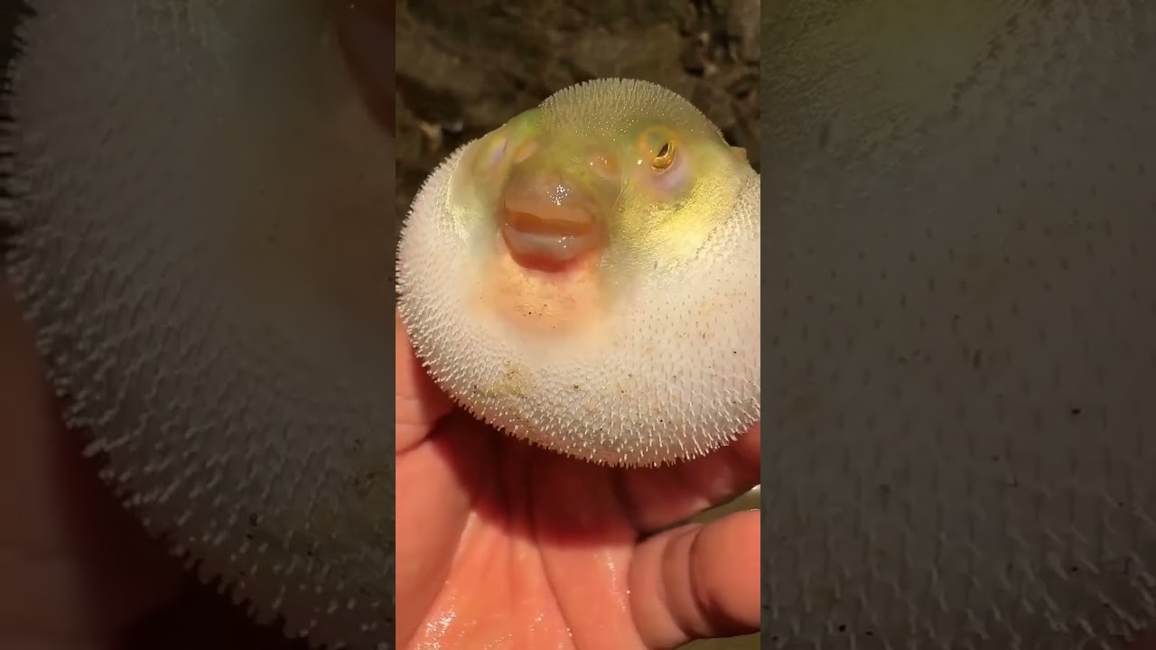 Shar (kirpi) balig'ining qanday ishganini ko'rganmisiz? #animals #ocean #fish