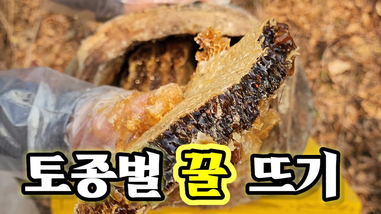 토종벌 꿀 뜨기