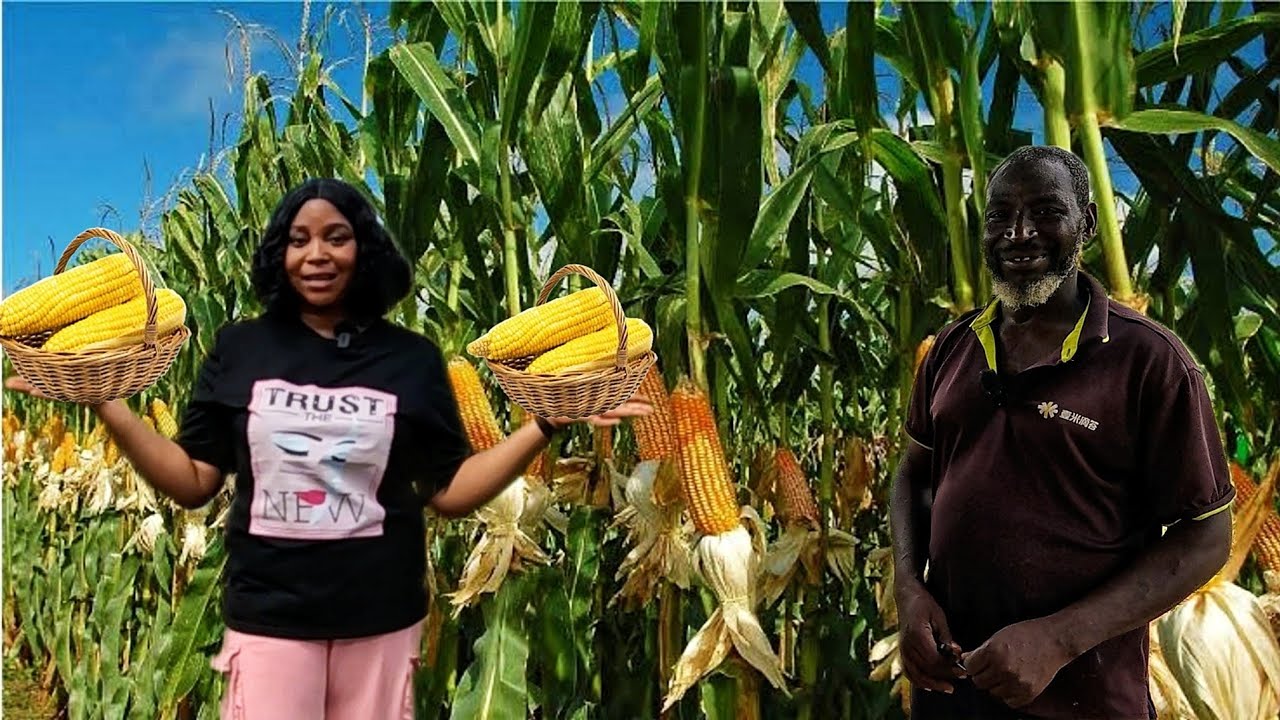 I LEFT MY COUNTRY TOGO TO NIGERIA TO BUILD ACRES OF MULTI-MILLION CORN FARM |FARMING WEST AFRICA  🇳🇬