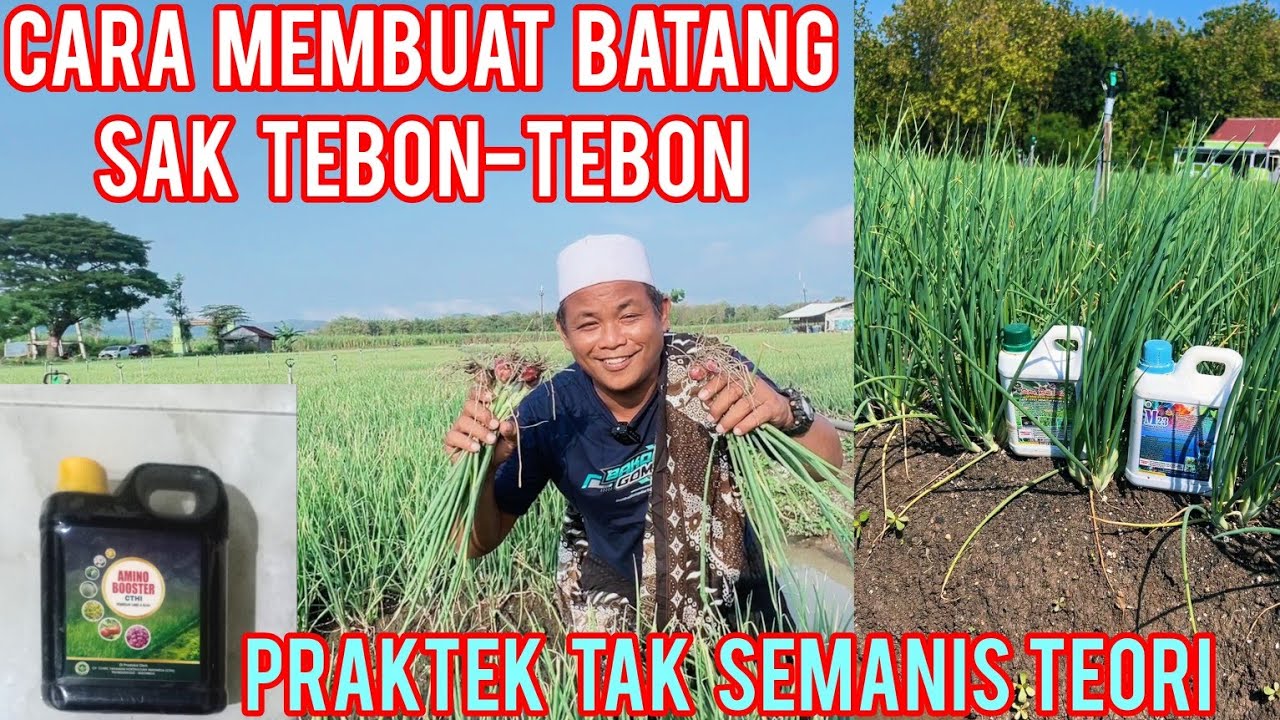 CARA MEMBUAT BATANG BAWANG MERAH SEBESAR TEBON