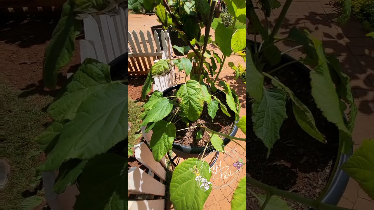 Red Spider Mites!!!!