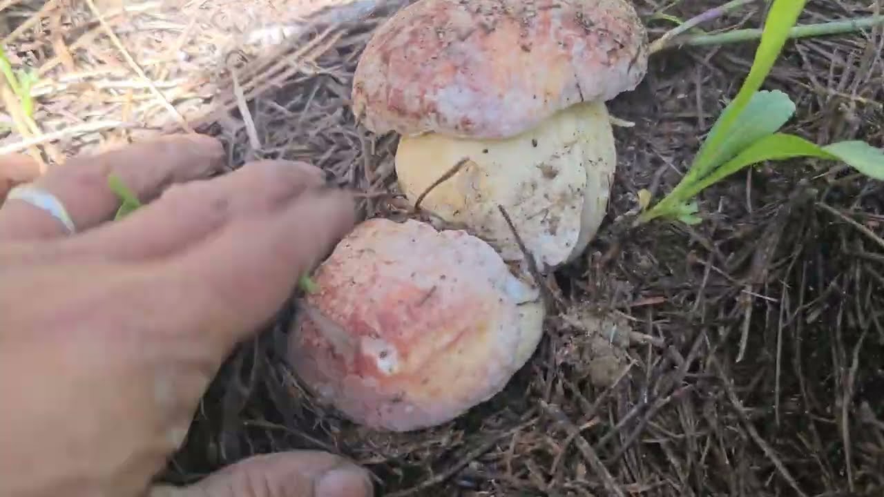 Spring King 2024. (Boletus Rex-veris). Day 1
