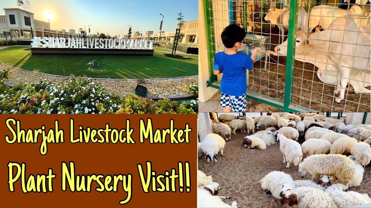 Sharjah New Livestock Market | Visiting Plant Nursery | Birds and Animals Market | in Malayalam.