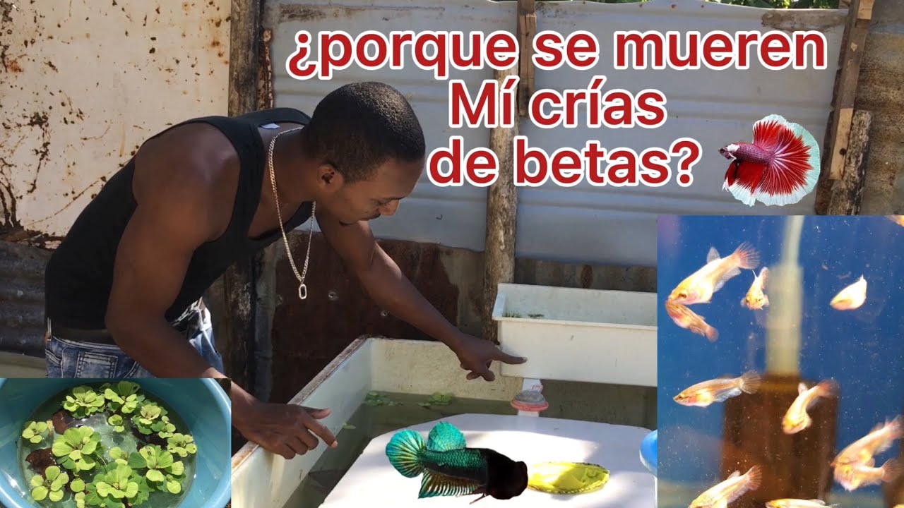 Porque se mueren mis cr&iacute;as de betas