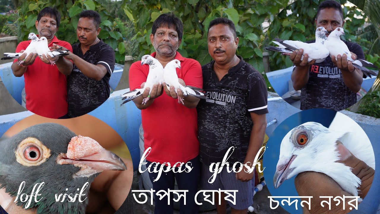 TAPAS GHOSH TOP CLASS PIGEON LOFT VISIT AT CHANDANNAGAR , HOOGHLY - 9007299941
