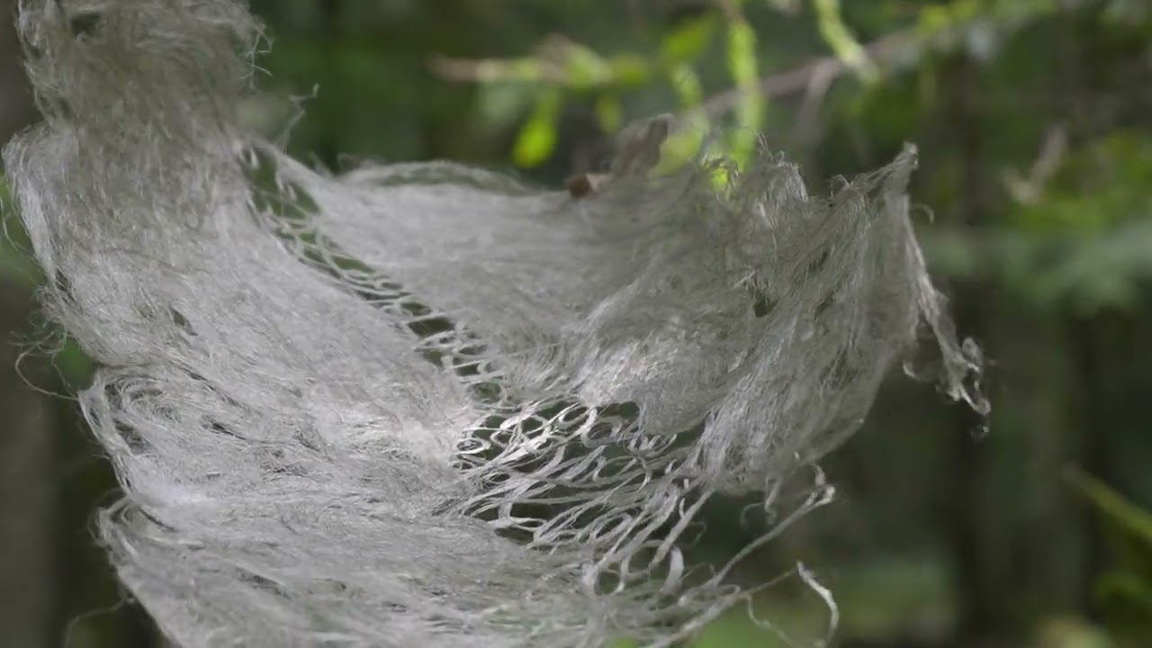 Chloé Lhoir, l'Art du papier végétal