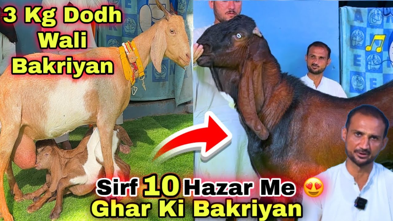 Ghar Me Karachi Ki Sasti Bacho & Dodh Wali Bakriyon Ki Mandi😍 Nana Goat Farm | Lalukhet Bakra Mandi 