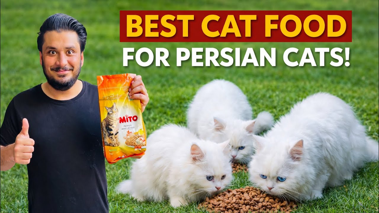 Best Cat Food For Persian Cats😍