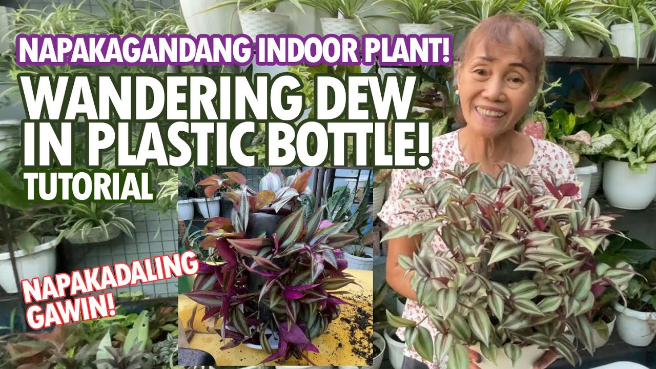 NAPAKAGANDANG INDOOR PLANT! WANDERING DEW IN PLASTIC BOTTLE! NAPAKADALING GAWIN! | Haydee's Garden