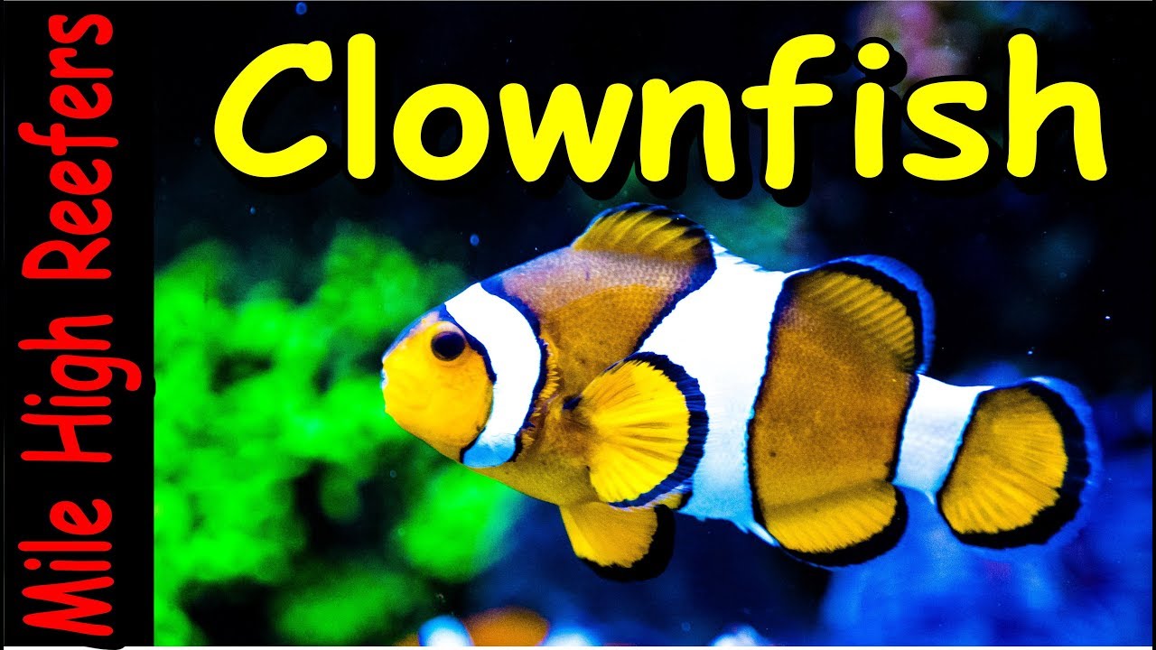 Keeping Ocellaris Clownfish